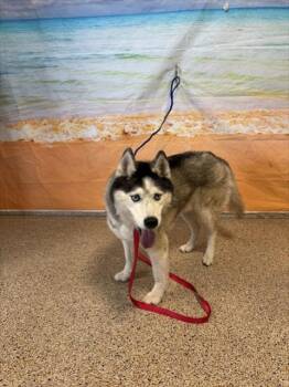 PAT -  Siberian Husky Dog for Adoption in Doral, Florida - PAT | PetCurious