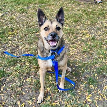 Rescue Australian Cattle Dog Blue Heeler and Mixed Breed Dogs for Adoption in Boston, Massachusetts - JADE | PetCurious