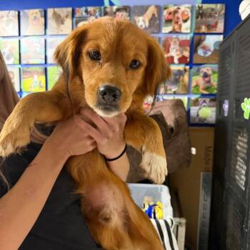Intake_1 -  Mixed Breed Dog for Adoption in Savannah, Georgia - Intake_1 | PetCurious