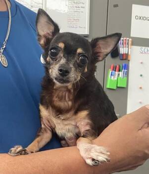 CHIKETA -  Chihuahua Dog for Adoption in Dallas, Texas - CHIKETA | PetCurious