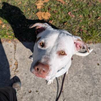 American Bulldog and Labrador Retriever Dogs Available for Adoption in Mooresville, North Carolina - Stanley | PetCurious