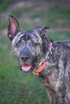 FRED - waiting to bring his love and affection -  Staffordshire Bull Terrier Dog for Adoption in Falmouth, Maine - FRED - Waiting To Bring His Love And Affection | PetCurious