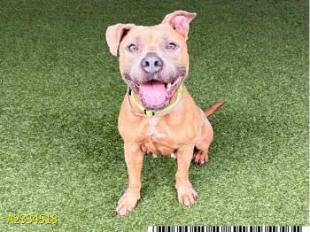 MINNIE -  Mixed Breed Dog for Adoption in West Palm Beach, Florida - MINNIE | PetCurious