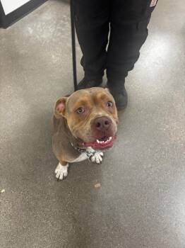 Lenox -  Pit Bull Terrier and Affenpinscher Dog for Adoption in Greenfield, Indiana - Lenox | PetCurious