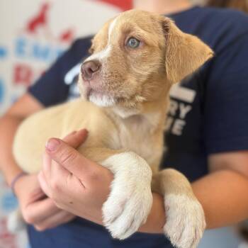 Sweetie -  Mixed Breed Dog for Adoption in Morristown, Vermont - Sweetie | PetCurious
