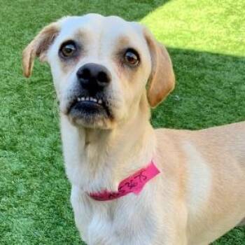 SAVE ME PLEASE RACHEL - IDA553675 -  Pug Dog for Adoption in San Marcos, California - SAVE ME PLEASE RACHEL - IDA553675 | PetCurious
