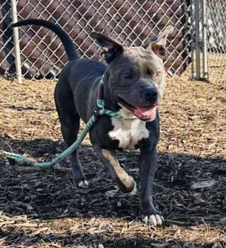 Rescue Mixed Breed Dogs for Adoption in West Chester, Pennsylvania - Amos | PetCurious
