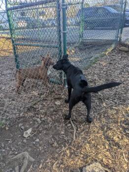 Labrador Retriever Dogs Available for Adoption - Langston H. | PetCurious