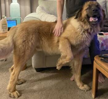 Rescue Leonberger Dogs for Adoption in Larkspur, Colorado - Apollo | PetCurious