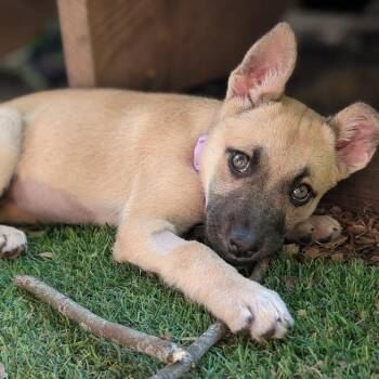 Delta -  Mixed Breed Dog for Adoption in West Olive, Michigan - Delta | PetCurious
