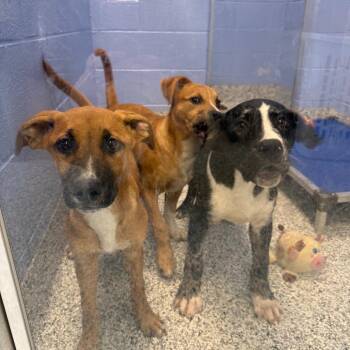 German Shepherd Dog and Mixed Breed Dogs Available for Adoption in Madisonville, Tennessee - Waylon | PetCurious