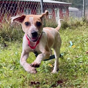 Nyra -  Spaniel Dog for Adoption in Springfield, Vermont - Nyra | PetCurious