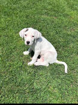 CALLA -  American Bulldog Dog for Adoption in Thompson, Pennsylvania - CALLA | PetCurious