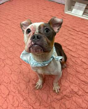 Chauncey -  English Bulldog and Mixed Breed Dog for Adoption in Warren, Michigan - Chauncey | PetCurious