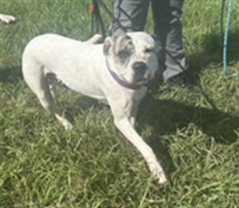 Rescue Mixed Breed Dogs for Adoption in Palmetto, Florida - PANDORA | PetCurious