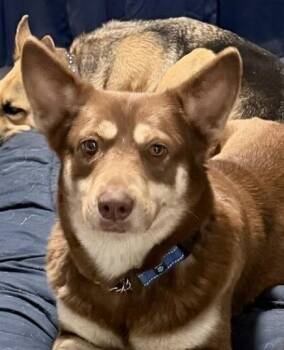 Husky and Mixed Breed Dogs Available for Adoption - Freya | PetCurious