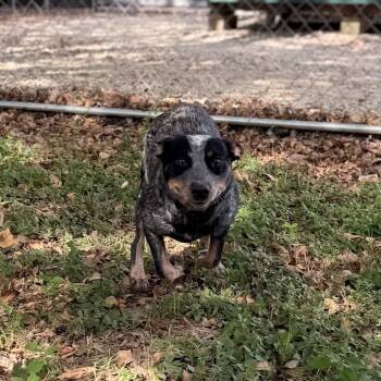 Rescue Australian Cattle Dog Blue Heeler Dogs for Adoption in Carencro, Louisiana - Wrangler | PetCurious