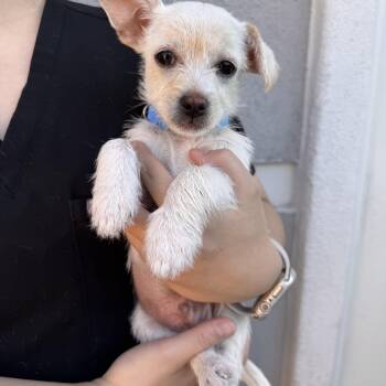 Terrier Dogs Available for Adoption in Las Vegas, Nevada - Protein Style | PetCurious