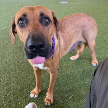 Moon -  Black Mouth Cur Dog for Adoption in West Palm Beach, Florida - Moon | PetCurious