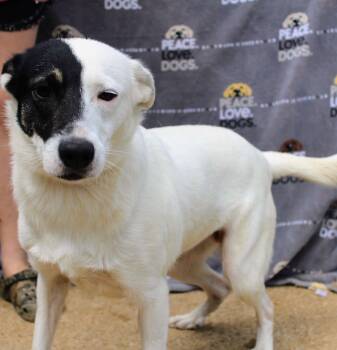 Rescue Border Collie Dogs for Adoption in Jacksonville, Texas - Kendra | PetCurious