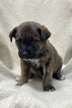 Rescue Mixed Breed Dogs for Adoption in Walla Walla, Washington - Tinsel | PetCurious