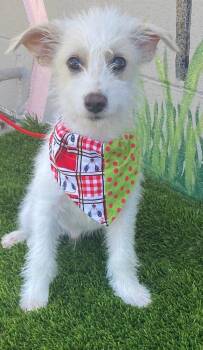 Willie -  Miniature Poodle and Terrier Dog for Adoption in Colusa, California - Willie | PetCurious