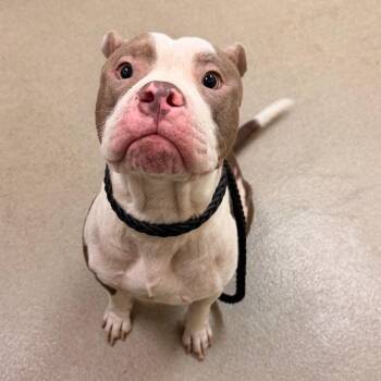 Ghost -  Pit Bull Terrier Dog for Adoption in Lynchburg, Virginia - Ghost | PetCurious