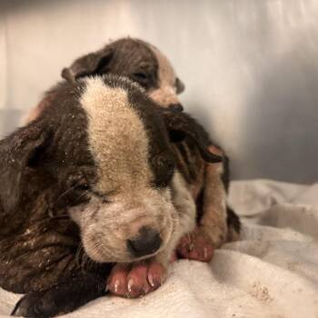 Terrier Dogs Available for Adoption - Lebron | PetCurious