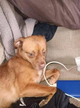 Chihuahua Dogs Available for Adoption - Ms. Rustie | PetCurious