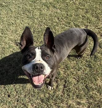 Rescue Pit Bull Terrier Dogs for Adoption in Eagle, Idaho - Bailey **Courtesy Post. Out Of Town Pet. See Below For Details** | PetCurious