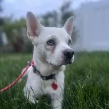 Squibby -  French Bulldog and Husky Dog for Adoption in Los Angeles, California - Squibby | PetCurious