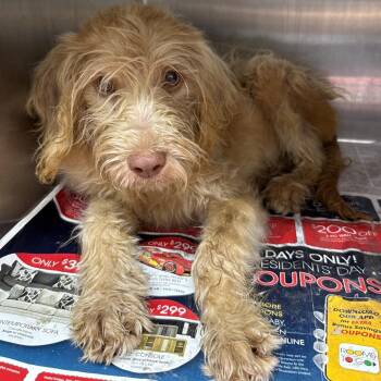 Iced Latte with Vanilla -  Terrier and Poodle Dog for Adoption in Hattiesburg, Mississippi - Iced Latte With Vanilla | PetCurious