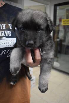 German Shepherd Dog and Mixed Breed Dogs Available for Adoption - Axel (L552 P1) | PetCurious