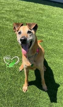Sady -  Shepherd Dog for Adoption in Delson, Quebec - Sady | PetCurious