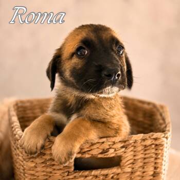 Roma -  Anatolian Shepherd and Mixed Breed Dog for Adoption in Phoenix, Arizona - Roma | PetCurious