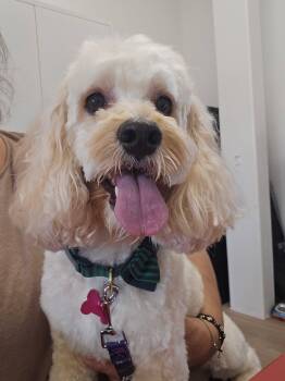 Garrett -  Poodle and Cocker Spaniel Dog for Adoption in Gonzales, Louisiana - Garrett | PetCurious