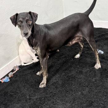 Rescue Black And Tan Coonhound and Mountain Cur Dogs for Adoption in Copiague, New York - Juliet | PetCurious