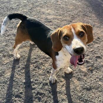 Beagle Dogs Available for Adoption in Quakertown, Pennsylvania - Atreus | PetCurious