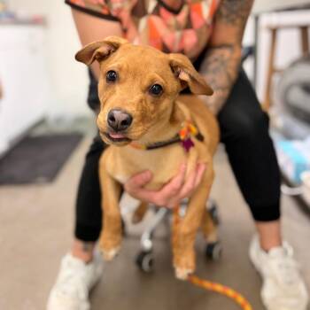 Fire Engine -  Mixed Breed Dog for Adoption in Spokane, Washington - Fire Engine | PetCurious