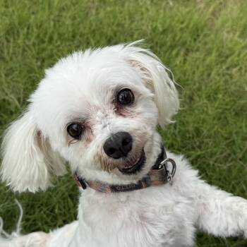 Maltese Dogs Available for Adoption in Lakewood Village, Texas - Ditto | PetCurious