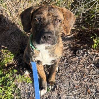 Falcon -  Mixed Breed Dog for Adoption in Englewood, Florida - Falcon | PetCurious