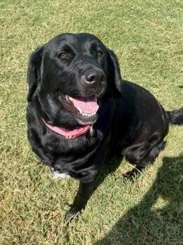 Dipenta / Crystal -  Labrador Retriever Dog for Adoption in Broomfield, Colorado - Dipenta / Crystal | PetCurious