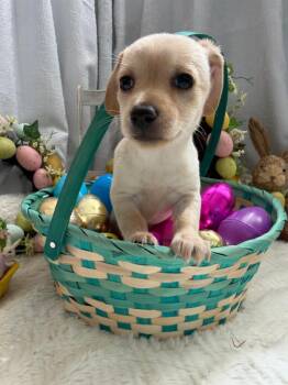 Dachshund Dogs Available for Adoption - Japchae - Noodle Pup | PetCurious