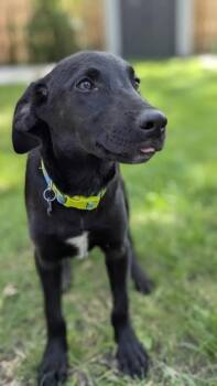 Hunkie -  Labrador Retriever and Mixed Breed Dog for Adoption in Burlington, Wisconsin - Hunkie | PetCurious