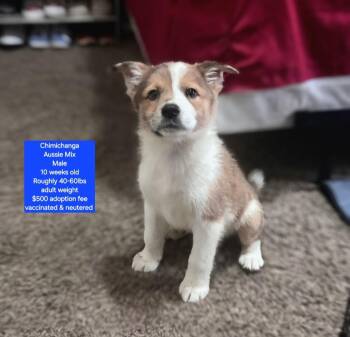 Chimichanga -  Australian Shepherd Dog for Adoption in Oviedo, Florida - Chimichanga | PetCurious