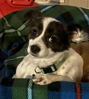 Chihuahua Dogs Available for Adoption in Atlanta, Georgia - Patch | PetCurious