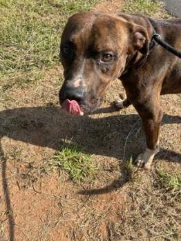 26-598 Neko -  Terrier and Mixed Breed Dog for Adoption in Barnesville, Georgia - 26-598 Neko | PetCurious