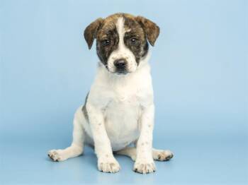 Pit Bull Terrier Dogs Available for Adoption in Phoenix, Arizona - JUNEBERRY | PetCurious