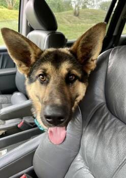 German Shepherd Dog Dogs Available for Adoption in Mocksville, North Carolina - Phoenix | PetCurious