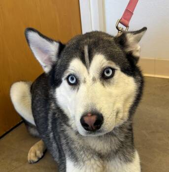 Rescue Siberian Husky Dogs for Adoption in Greeley, Colorado - Spock | PetCurious